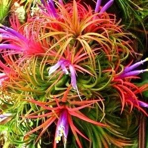 nana air plant Air Plant Tillandsia Lonantha Seeds ~ Sky Plant ~ Shy Plant ~ Cool Pla – Your Plant Bitch