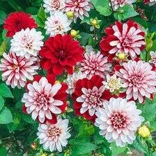 Pacific Time Dahlia Seeds ~ Plants ~ Garden ~ Grow Your Own ~ Spring Flowers ~ Instead of Flowers ~ Flowers