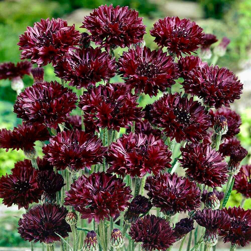 Black Cornflower Seeds ~ Perennial ~ Flowering Plant ~ Unusual Flowers ~ Flower ~ Growing Flowers
