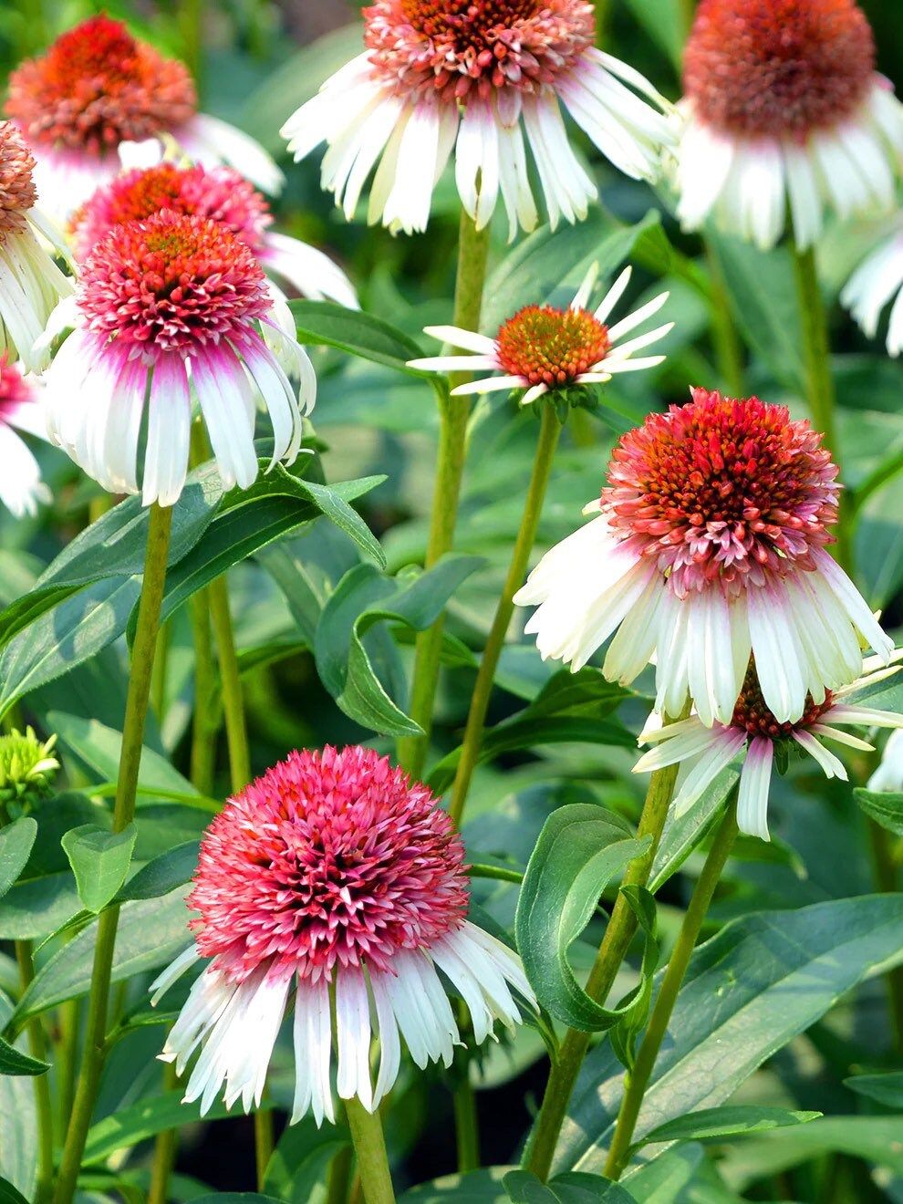 White and Pink Coneflower Seeds ~ Echinacea Hybrid ~ Flowering Plant ~ Unusual Flowers ~ Flower ~ Growing Flowers ~ Garden ~ Plant