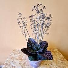 Rare Kalanchoe “Desert Surprise” Seeds ~ Humilis ~ Cactus ~ Cacti ~ Pretty Flowers ~ Easy ~ Flowers ~ Plants