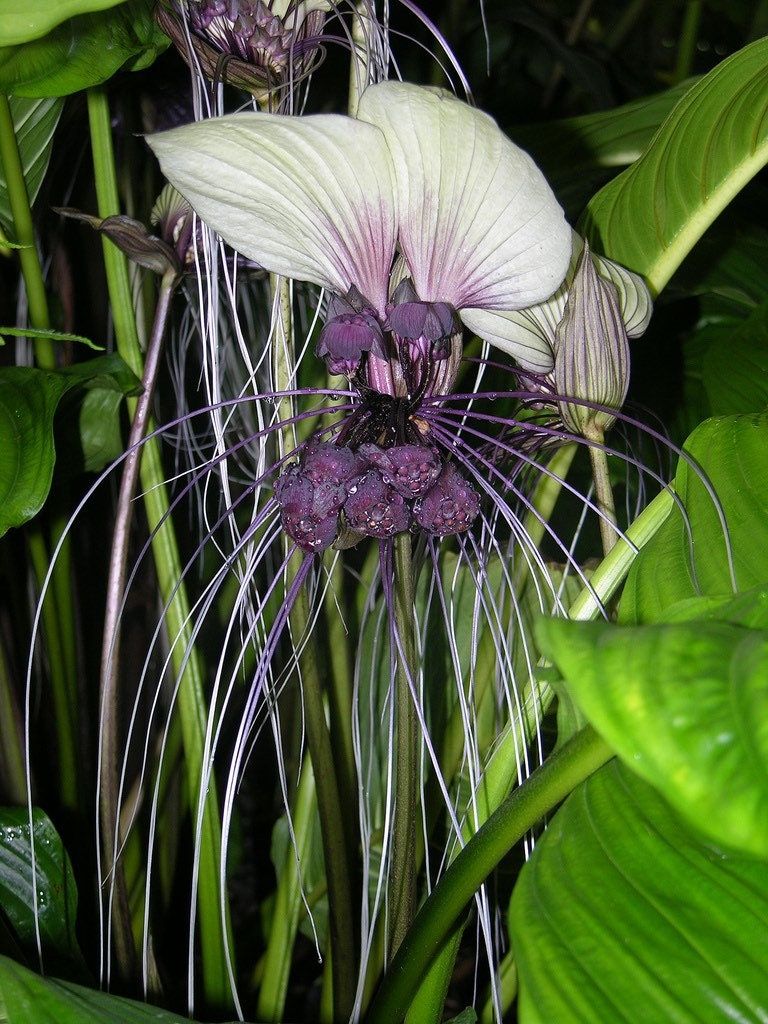 white bat flower seeds Rare White Tacca Chantrieri Seeds ~ White Bat Flower ~ White Lily ~ Bat ~ Devil’s Flower ~ Exotic Flower ~ Unusual Flowers