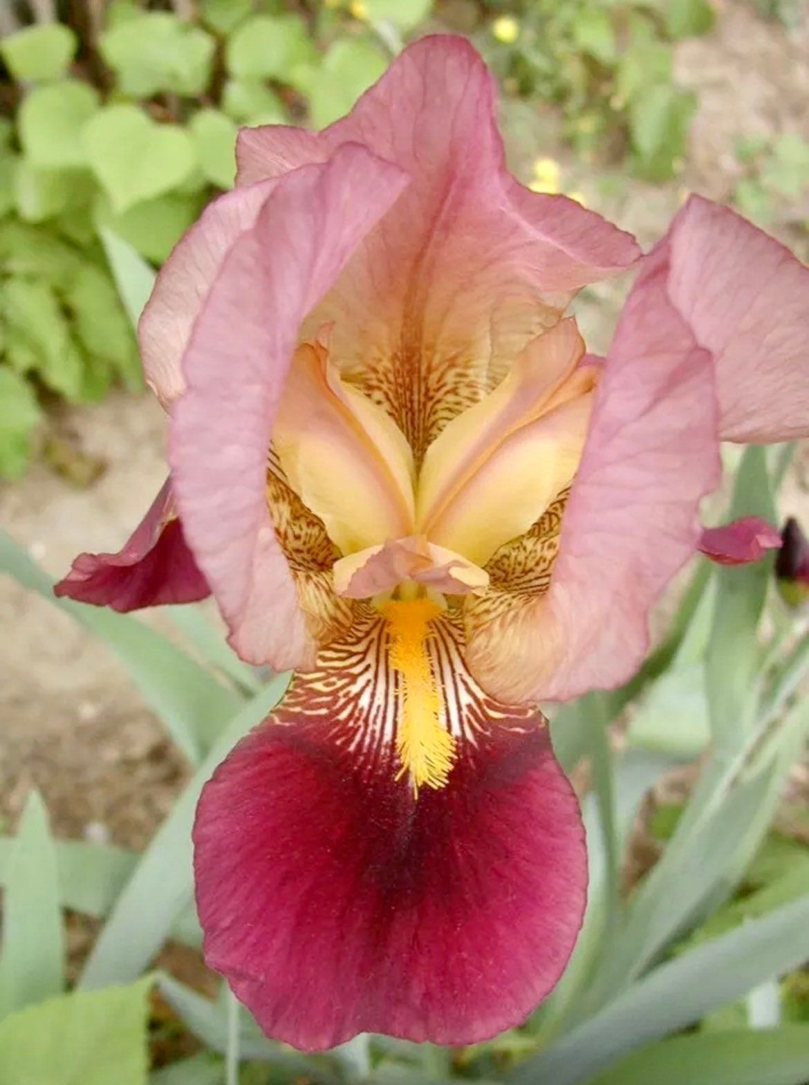 Black Iris Seeds ~ Gifts ~ Grow Your Own ~ Spring Flowers ~ Instead of Flowers
