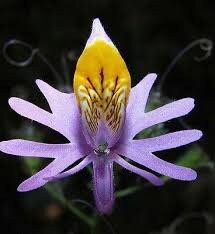 Chile Schizanthus Seeds ~ Plants ~ Garden ~ Grow Your Own ~ Spring Flowers ~ Instead of Flowers ~ Flowers