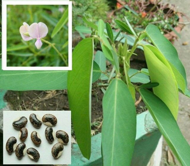 BIG Dancing Telegraph Plant Starter Grow Kit~Dancing Tree~Dancing Grass~Dancing Plant~Telegraph Plant~Stocking Stuffers