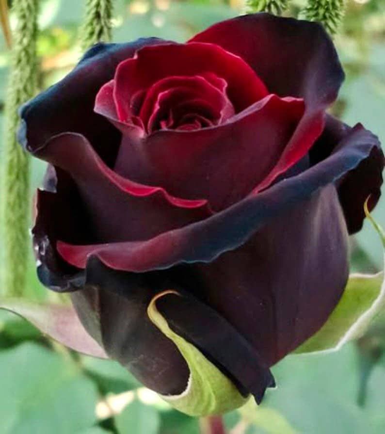 red flower with black seeds Red and Black Rose Seeds ~ Flower Beautiful ~ Rare ~ Exotic ~ Home Gar – Your Plant Bitch
