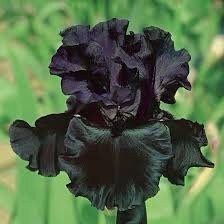 Black Iris Seeds ~ Gifts ~ Grow Your Own ~ Spring Flowers ~ Instead of Flowers