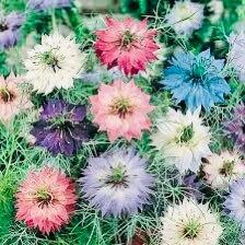 fairy garden plant seeds Your Plant Bitch’s Fairy Garden Mix Seeds ~ Valentine’s Day Gifts ~ Grow Your Own ~ Spring Flowers ~ Instead of Flowers ~ Special Seeds
