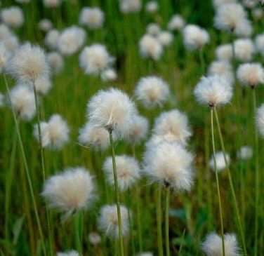 Rare Seuss Cotton Grass Seeds ~ Eriophorum Angustifolium ~ Whimsical ~ Cotton Balls ~ Fairytale ~ Fall ~ Season ~ Dried Flowers ~ Bouquet