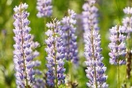 Lupine Perennis Seeds ~ Wild Lupine ~ Heirloom Seeds
