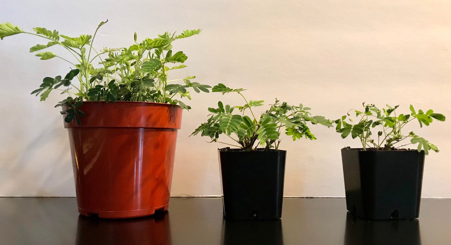 SMALL Mimosa Pudica Starter Grow Kit~Sensitive Plant~Touch-Me-Not~Sleepy Plant~Stocking Stuffers~Goodie Bags~Party Favors