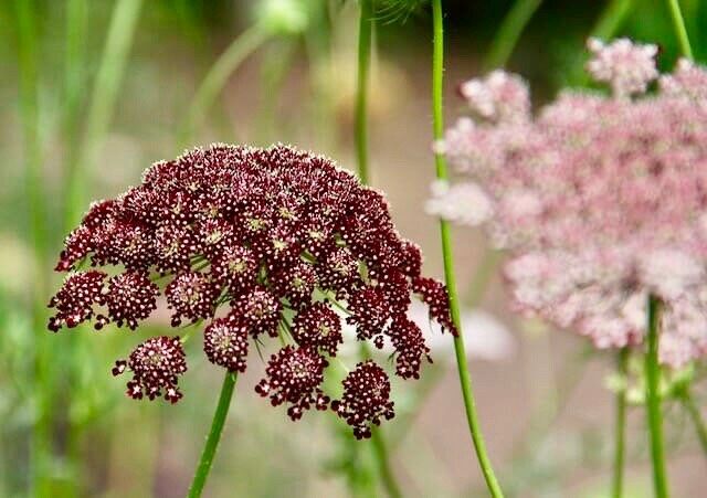 Maroon Lace Flower Seeds ~ Purple Kissesara ~ Daucus ~ Queen Anne's Lace ~ Daucus Carota ~ Dried Flowers ~ Dried Flowers Bouquets ~ Boho