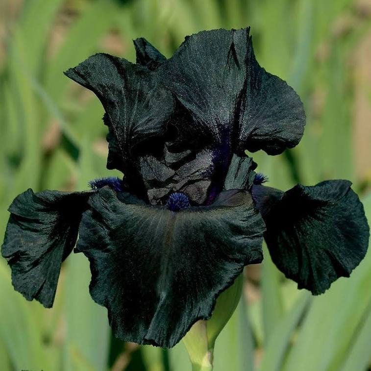 Black Iris Seeds ~ Gifts ~ Grow Your Own ~ Spring Flowers ~ Instead of Flowers