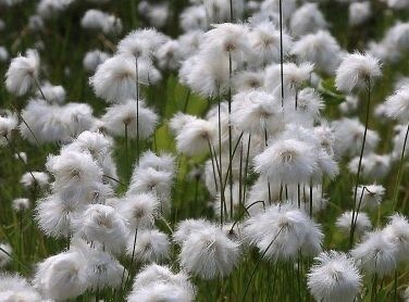 Rare Seuss Cotton Grass Seeds ~ Eriophorum Angustifolium ~ Whimsical ~ Cotton Balls ~ Fairytale ~ Fall ~ Season ~ Dried Flowers ~ Bouquet