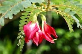Red Hummingbird Tree Seeds ~ Sesbania Grandiflora ~ Unique ~ Rare ~ Palm Tree ~ Exotic ~ Garden ~ Grow Your Own ~ Crop ~ Plant