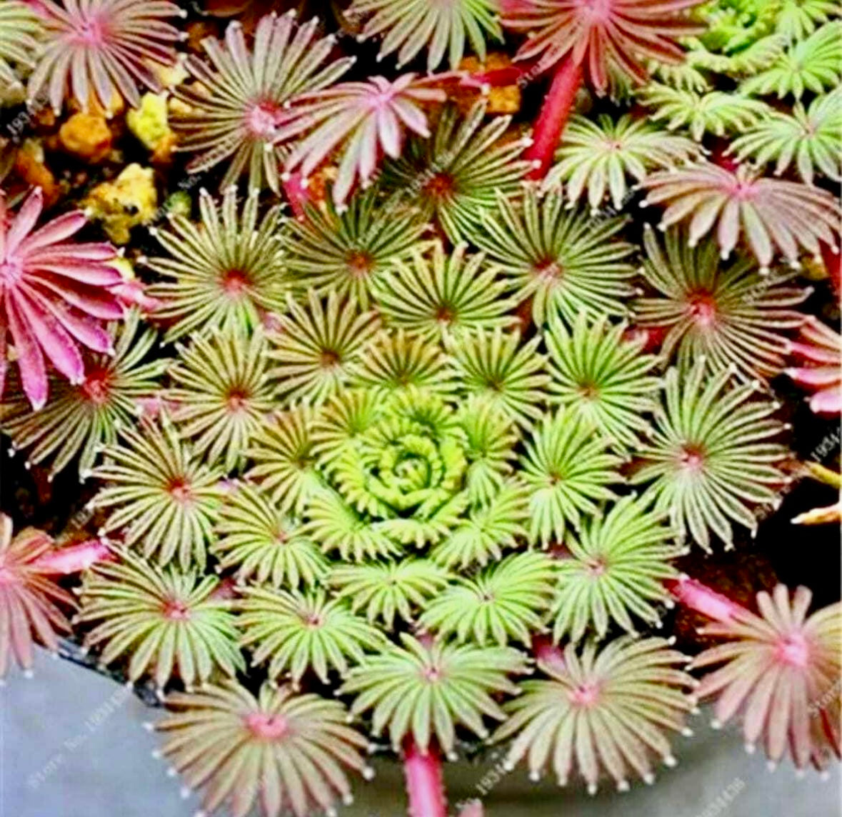 Oxalis Palmifrons Seeds ~ Palm Leaf Oxalis ~ Plants ~ Garden ~ Houseplants