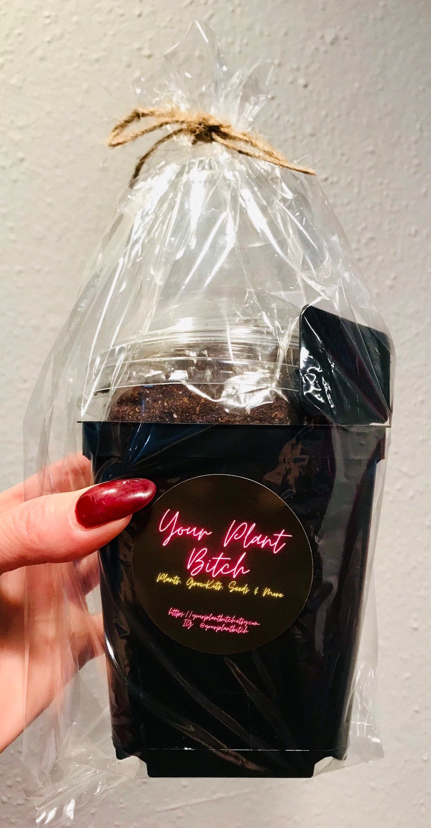 Black Lady’s Slipper Orchid Starter Grow Kit ~ Gift Ideas ~ Fun Projects ~ Holiday Gift Ideas ~ Presents ~ Stocking Stuffers ~ Plant Lover