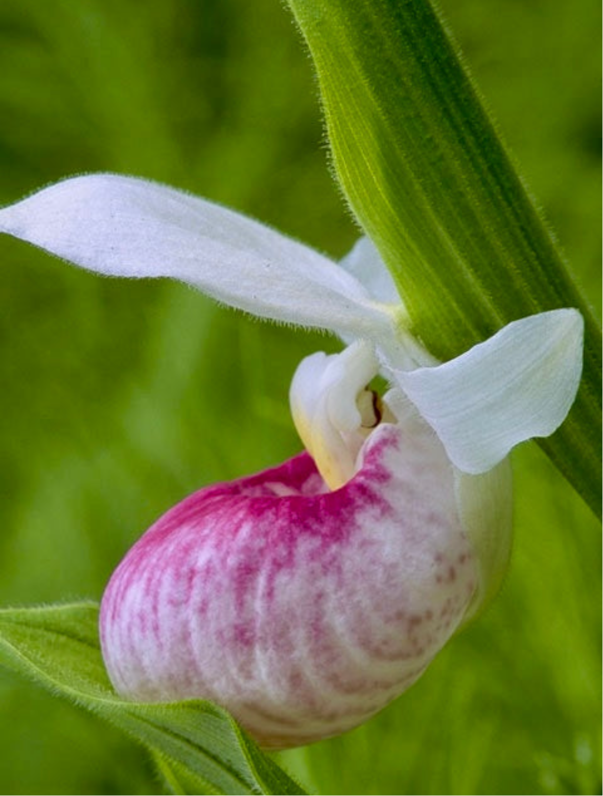 Showy Lady’s Slipper Orchid Starter Grow Kit ~ Cypripedium Parviflorum ~ Stocking Stuffers ~ Fun Projects