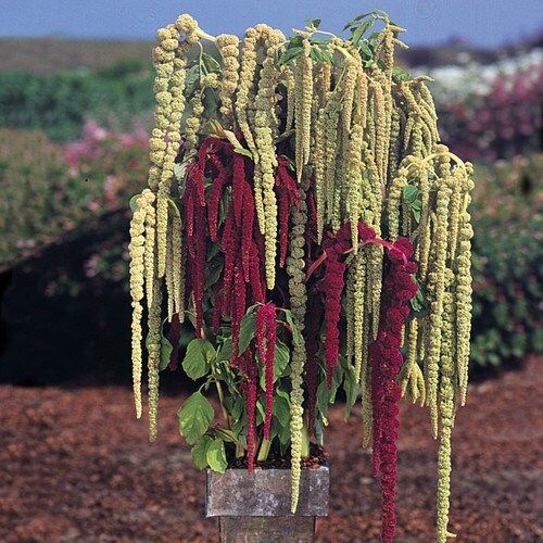 Amaranthus Caudatus 'Red Garnet' Seeds ~ Love Lies Bleeding ~ Plants ~ Garden ~ Grow Your Own ~ Spring Flowers ~ Instead of Flowers