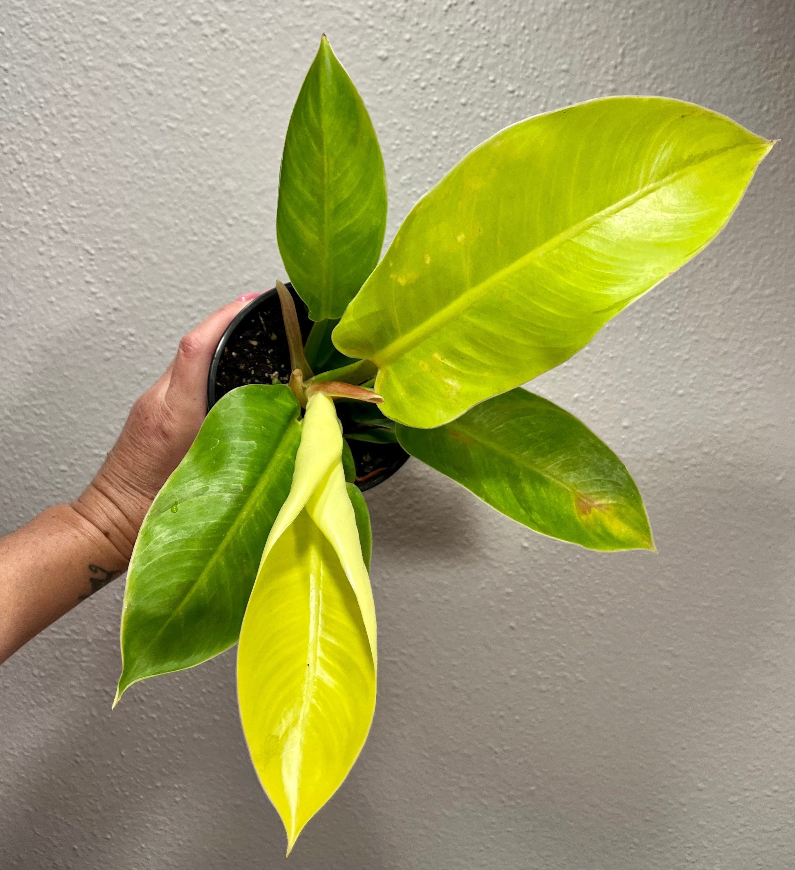 philodendron moonlight hybrid Philodendron Moonlight ~ Philodendron