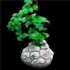 elephant foot plant seeds Rare Dioscorea Elephantipes Seeds ~ Elephant's Foot ~ Elephant's Foot – Your Plant Bitch