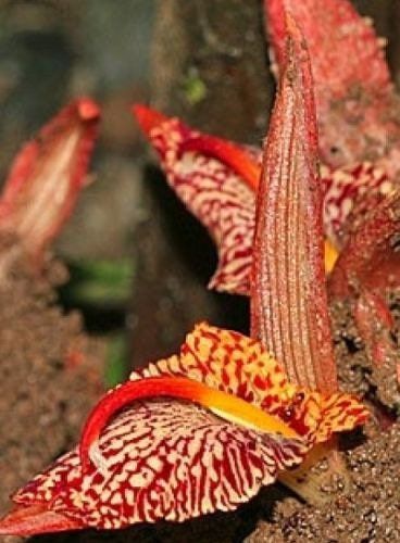 Bengal Ginger Seeds ~ Zingiber Rubens ~ Plants ~ Rare ~ Grow Your Own ~ Spring Flowers ~ Exotic Flowers