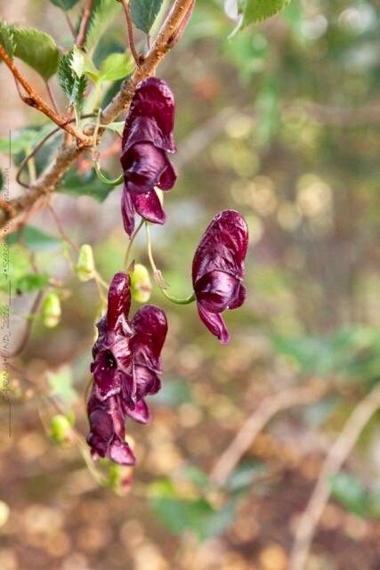 Rare Red Wine Climbing Monk's Hood Seeds ~ Aconitum Hemsleyanum ~ Devil's Helmet ~ Herbaceous Perennial Plants ~ Rare