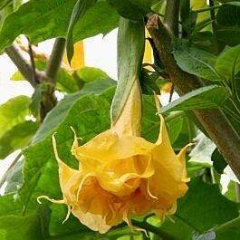 Orange Double Angel’s Trumpet Seeds ~ Blooms ~ Flowers ~ Instead of Flowers ~ Gardening ~ Unique