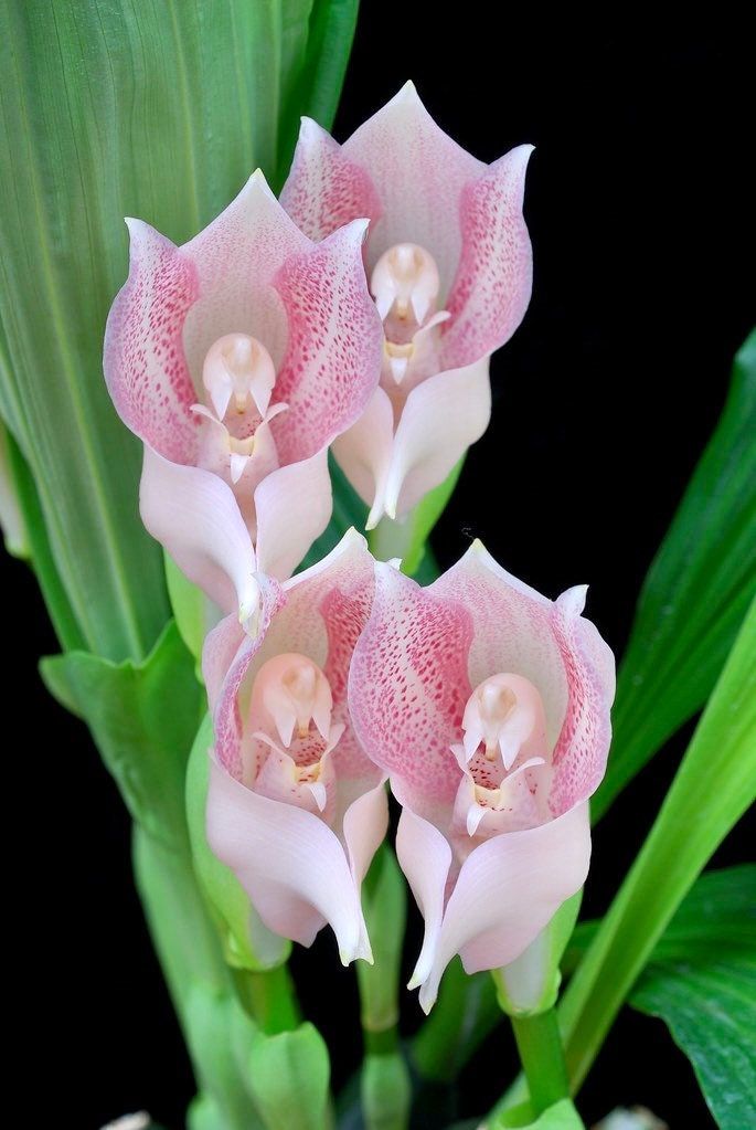 orchid flower seeds Swaddled Babies Orchid Seeds ~ Anguloa Uniflora ~ Unique ~ Houseplant ~ Orchids ~ Pretty ~ Flowers