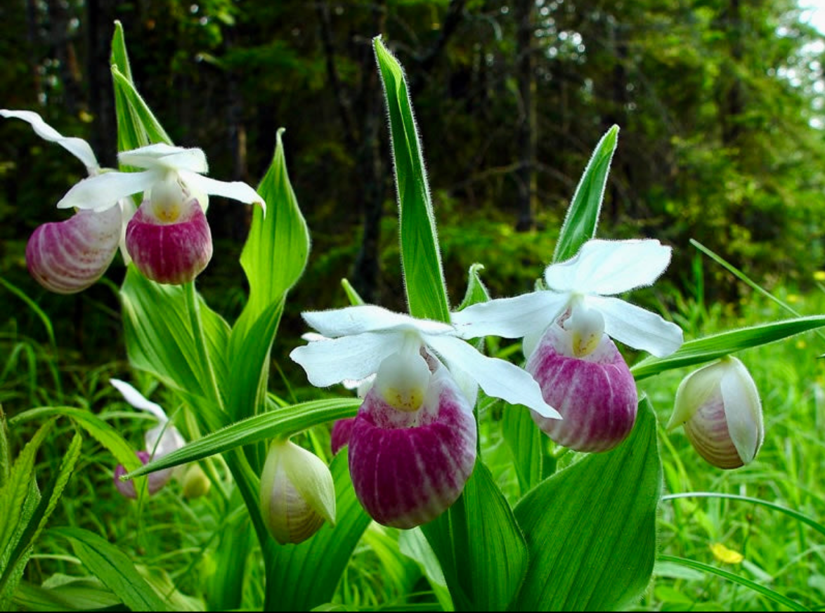 Showy Lady’s Slipper Orchid Starter Grow Kit ~ Cypripedium Parviflorum ~ Stocking Stuffers ~ Fun Projects