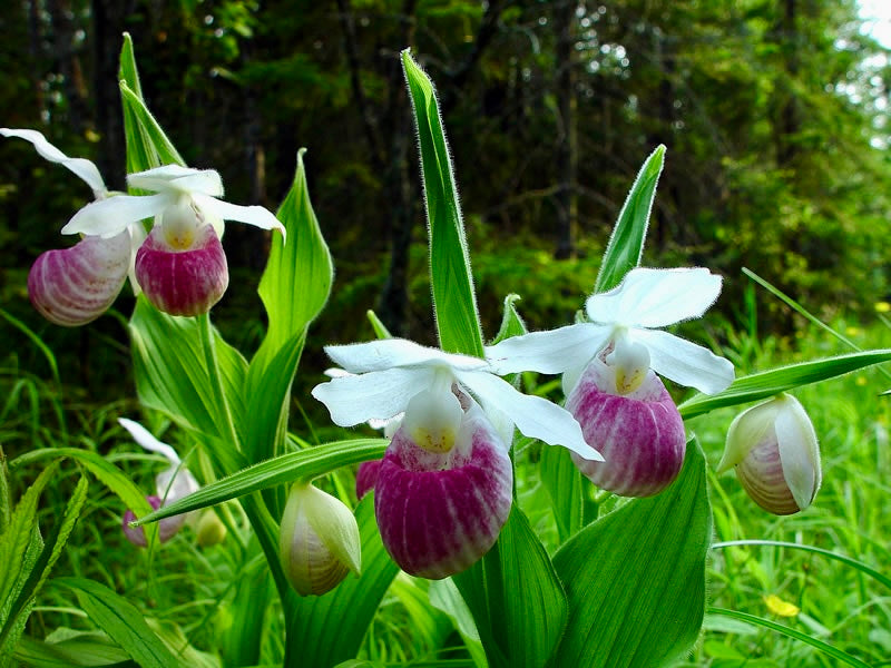 Showy Lady’s Slipper Orchid Starter Grow Kit ~ Cypripedium Reginae ~ Queen’s Lady’s Slipper ~ Michigan State Flower