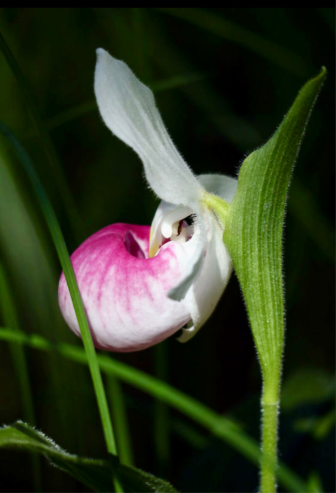 Showy Lady’s Slipper Orchid Starter Grow Kit ~ Cypripedium Parviflorum ~ Stocking Stuffers ~ Fun Projects