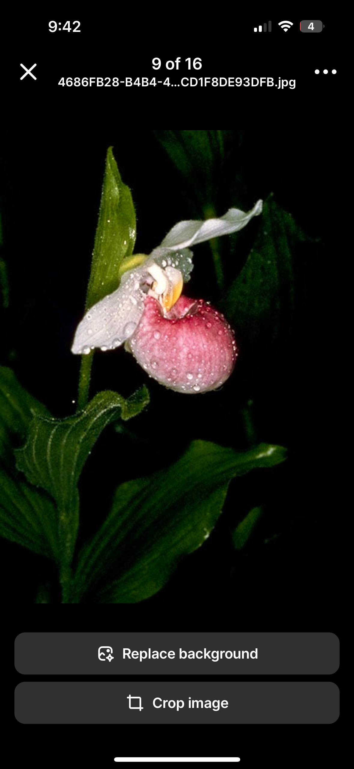 Showy Lady’s Slipper Orchid Starter Grow Kit ~ Cypripedium Parviflorum ~ Stocking Stuffers ~ Fun Projects