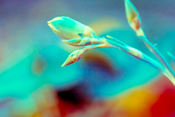 Dianthus Superbus Seeds ~ Fringed Pink ~ Grow Your Own ~ Pretty Flowers ~ Cool Flowers ~ Pink ~ Flowers ~ Flowering ~ Garden ~ Fringe