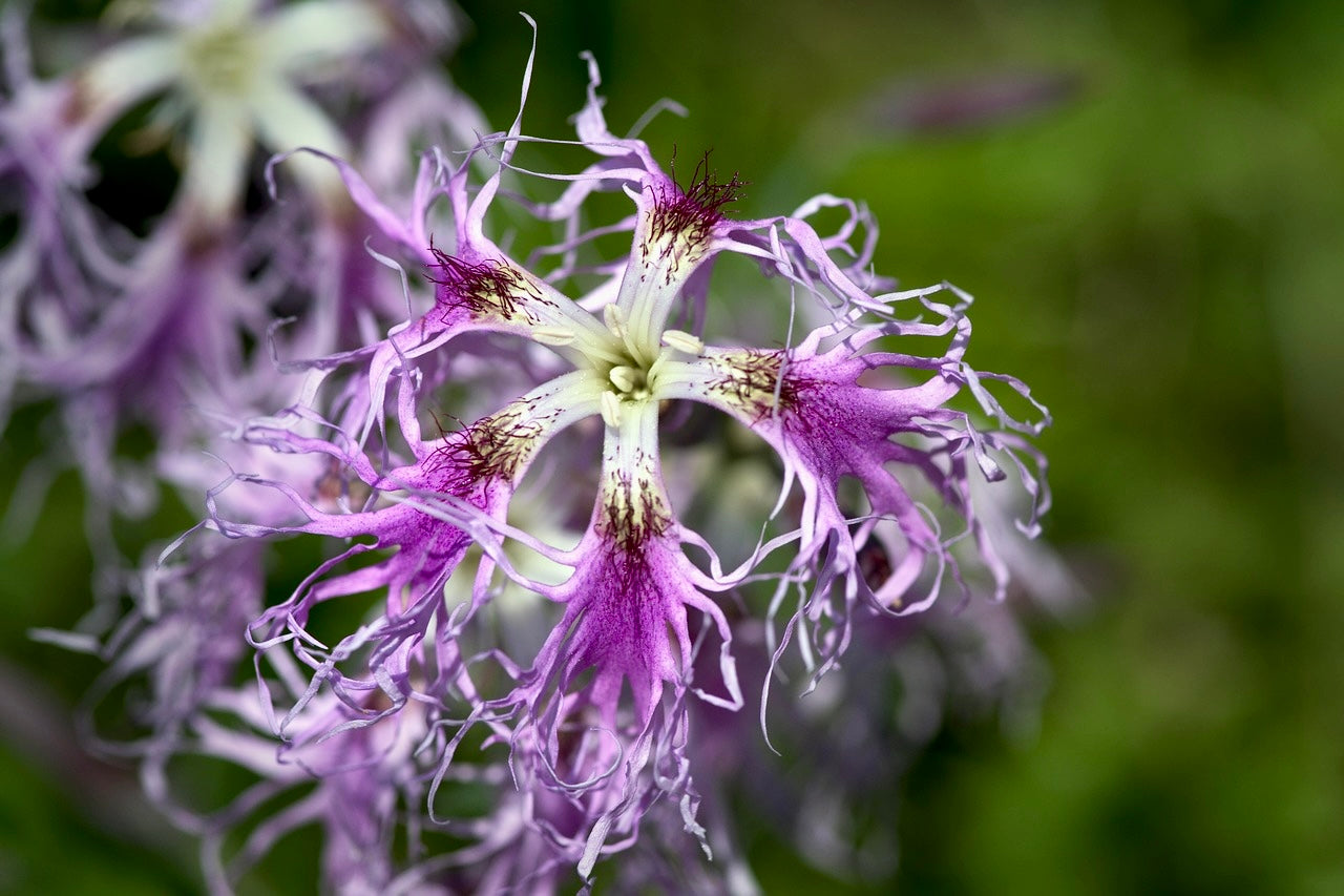 Dianthus Superbus Seeds ~ Fringed Pink ~ Grow Your Own ~ Pretty Flower –  Your Plant Bitch