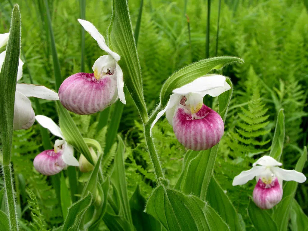 Showy Lady's Slipper Orchid Seeds ~ Cypripedium Reginae ~ Queen’s Lady’s Slipper ~ Exotic ~ Rare