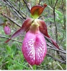 Pink Lady’s Slipper Orchid Starter Grow Kit ~ Cypripedium Parviflorum ~ Stocking Stuffers ~ Fun Projects