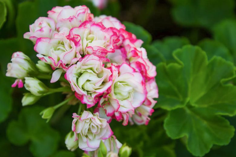Appleblossom Rosebud Geranium Seeds ~ Plants ~ Garden ~ Grow Your Own ~ Spring Flowers ~ Instead of Flowers ~ Pink ~ Fresh Cut Flowers