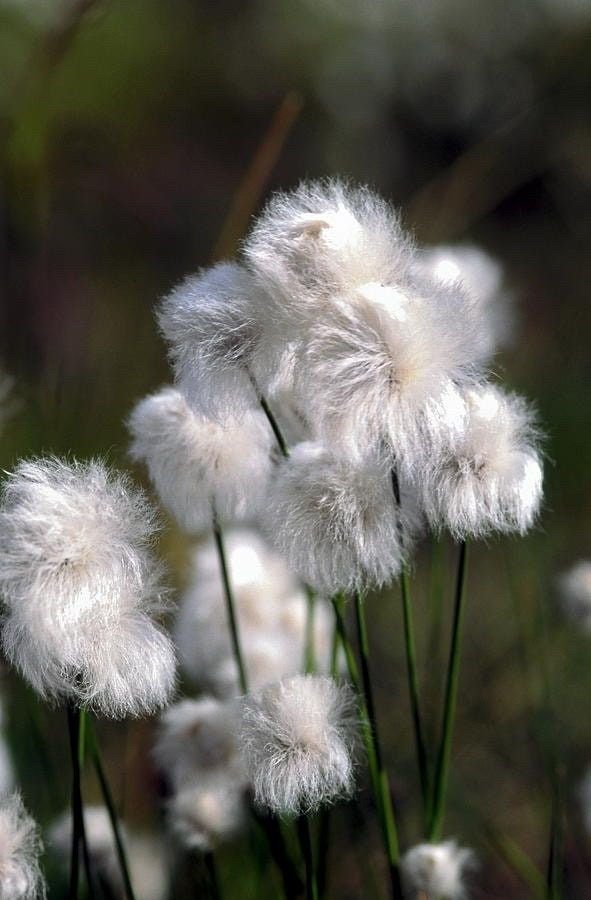 Rare Seuss Cotton Grass Seeds ~ Eriophorum Angustifolium ~ Whimsical ~ Cotton Balls ~ Fairytale ~ Fall ~ Season ~ Dried Flowers ~ Bouquet