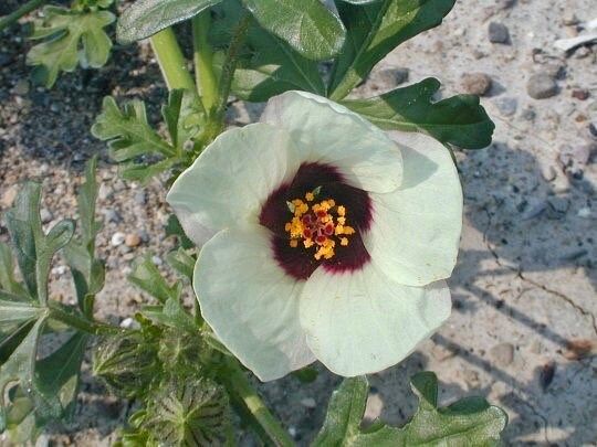 flower of an hour seeds Hibiscus Trionum Seeds ~ Flower-of-an-Hour ~ Wildflowers ~ Butterflies ~ Bees ~ Blooms ~ Pollinators