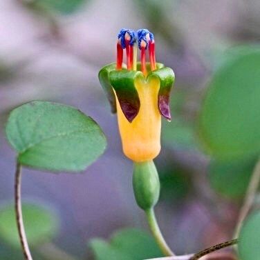 fuchsia plant from seeds The Creeping Fuchsia Seeds ~ Fuchsia Procumbens ~ Exotic ~ Unique ~ Fun ~ Bees ~ Butterflies ~ Beautiful Flowers