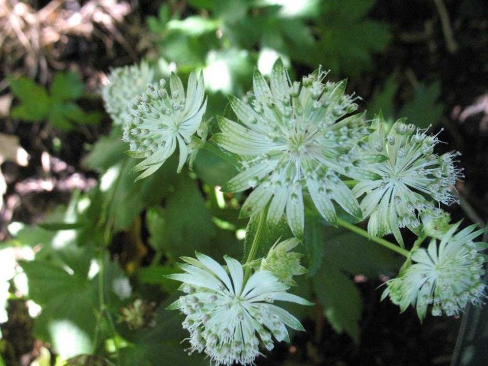 Astrantia Major Subsp. Involucrata ‘Shaggy’ Seeds ~ Plants ~ Garden ~ Grow Your Own ~ Spring Flowers ~ Instead of Flowers