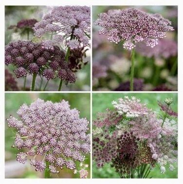 Maroon Lace Flower Seeds ~ Purple Kissesara ~ Daucus ~ Queen Anne's Lace ~ Daucus Carota ~ Dried Flowers ~ Dried Flowers Bouquets ~ Boho