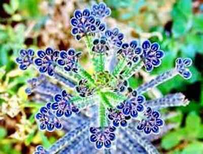 Blue Kalanchoe Flower Seeds ~ Succulent ~ Easy Care ~ Grow Your Own ~ Spring