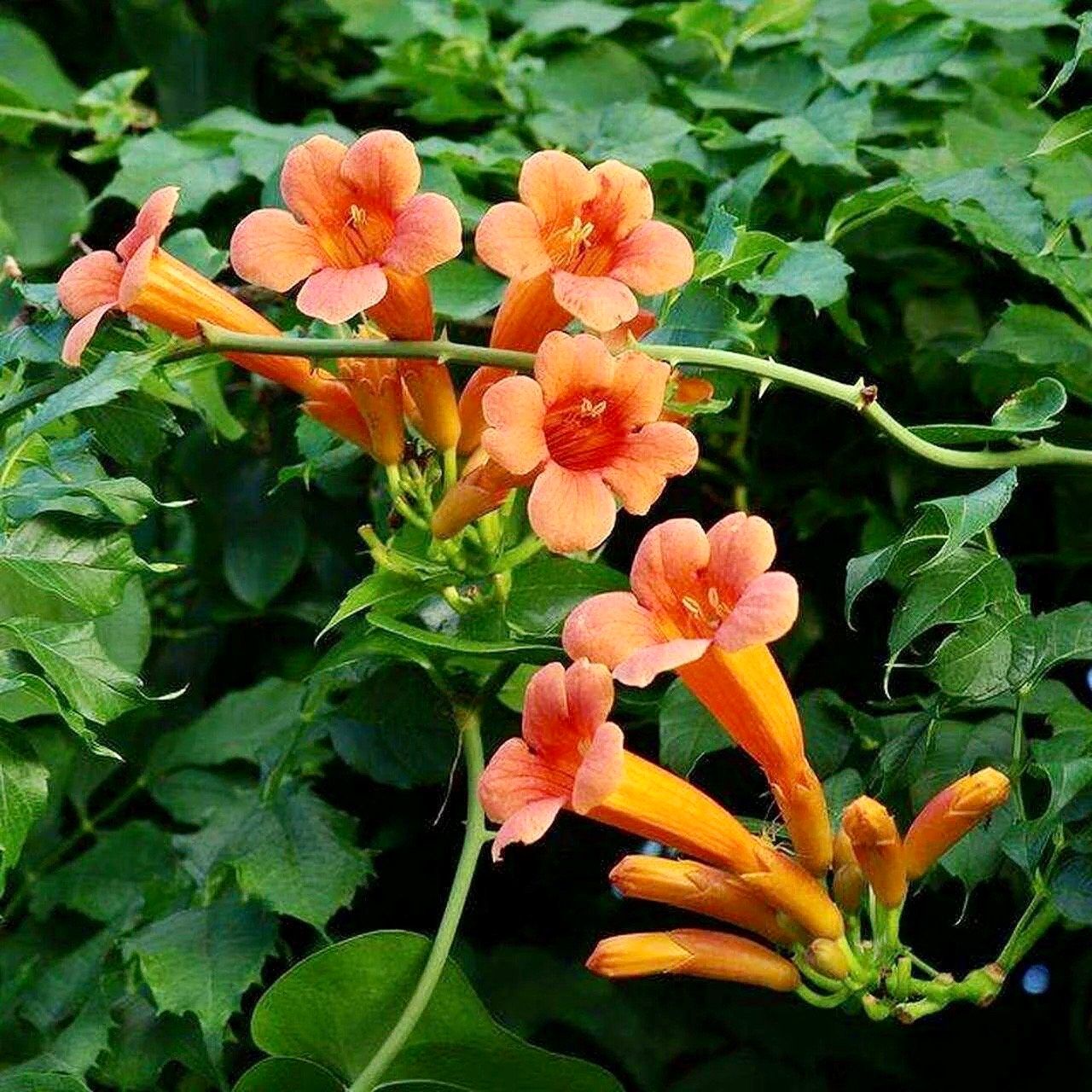 planting trumpet vine seeds Red Devil’s Trumpet Vine Seeds ~ Trumpet Creeper ~ Campsis Radicans ~ Fresh Seeds ~ Blooms ~ Flowers ~ Instead of Flowers ~ Red