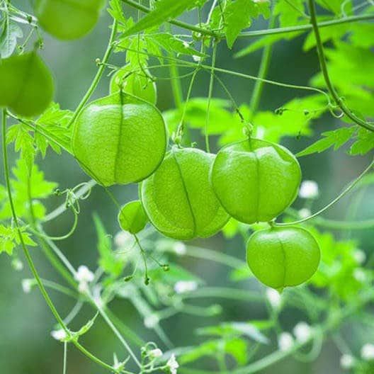 Love in the Puff Seeds ~ Cardiospermum Halicacabum ~ Grow Your Own ~ Spring Flowers ~ Instead of Flowers