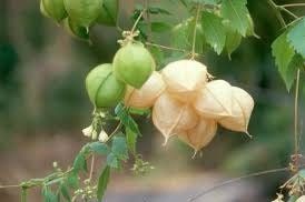Balloon Vine Seeds ~ Cardiospermum Halicacabum ~ Cool Flowers ~ Rare ~ Heirloom Seeds