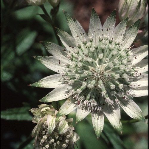 astrantia flower seeds White Astrantia Major Seeds ~ 'Star of Billion' ~ The Great Masterwort – Your Plant Bitch