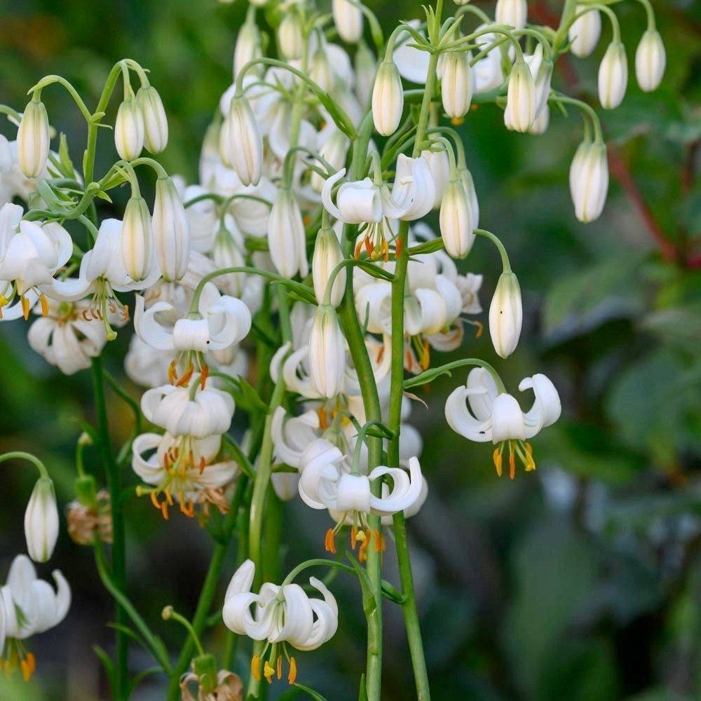 white lily seed White Turk’s Cap Lily Seeds ~ Malvaviscus arboreus var. drummondii ~ Lilium Martagon ~ Cut Flowers ~ Bouquets ~ Pretty ~ Christmas Flowers
