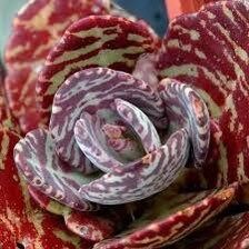 Rare Kalanchoe “Desert Surprise” Seeds ~ Humilis ~ Cactus ~ Cacti ~ Pretty Flowers ~ Easy ~ Flowers ~ Plants